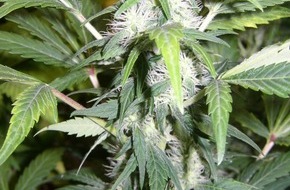 Polizeipräsidium Frankfurt am Main: POL-F: 041217 Â 1341 Ostend: Bei Löscharbeiten Cannabispflanzen gefunden.