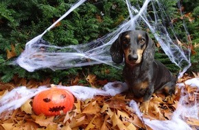 VIER PFOTEN - Stiftung für Tierschutz: Halloween ist auch für Tiere gruselig