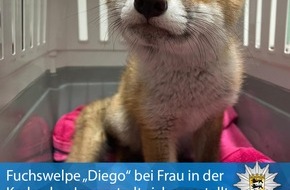 Polizeipräsidium Karlsruhe: POL-KA: (KA) Karlsruhe - Fuchswelpe "Diego" bei Frau in der Karlsruher Innenstadt sichergestellt