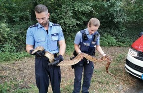 Polizeidirektion Koblenz: POL-PDKO: BOA allein in Boppard unterwegs