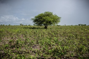 World Earth Day 22.04. | Aid by Trade Foundation forciert Klimaschutz und Biodiversität