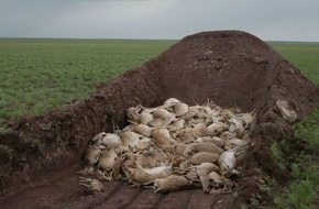Zoologische Gesellschaft Frankfurt: Was tötete die Saigas? / Erste Ergebnisse zum Massensterben der Antilopen in Kasachstan