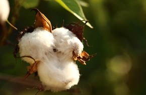 Global Nature Fund: Biodiversit&auml;t in Textilstandards st&auml;rken: Neuer Leitfaden mit Fokus auf Pflanzenfasern