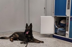Bundespolizeiinspektion Erfurt: BPOLI EF: Bundespolizeiliche Sp&uuml;rnase kommt zum Einsatz
