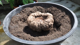Polizeiinspektion G&ouml;ttingen: POL-G&Ouml;: (212/2026) Bl&uuml;hf&auml;hige Titanenwurz-Knolle aus Botanischem Garten gestohlen - Ermittler suchen nach Zeugen