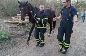 Feuerwehr Dortmund: FW-DO: Feuerwehr fängt entlaufenes Pferd ein