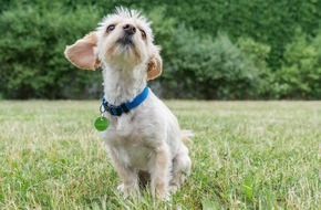 Deutscher Tierschutzbund e.V.: PM - Hunderunde für den guten Zweck - Deutscher Tierschutzbund zu Gast in Hamburg