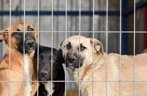 Nestlé Purina PetCare Deutschland GmbH: PURINA Tierheimreport Deutschland 2025 / Tierheime unter Druck: Neue deutschlandweite Umfrage zeigt - Sommer verschärft die Lage