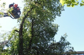 Feuerwehr Gevelsberg: FW-EN: Kastanie im Stadtgarten musste gefällt werden