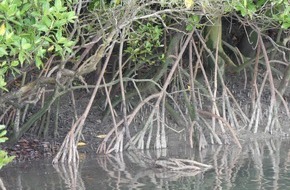 Global Nature Fund: Living Lakes Network appelliert an COP29: Feuchtgebiete als strategische Klimalösung aufnehmen