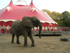 Hamburg: VIER PFOTEN fordert Olaf Scholz auf, Zirkusse mit Wildtieren zu verbieten
