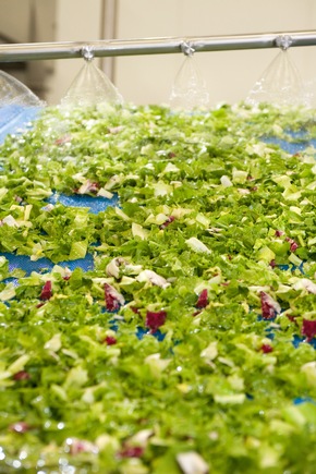 Lizenzfreie Fotos von der Bonduelle Salatproduktion / Der Salat- und Gemüsespezialist Bonduelle gibt Einblick in die Produktion der Freshcut Salate: &quot;Vom Feld in die Tüte&quot;