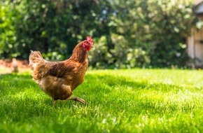 LIDL Schweiz: Lidl Schweiz erhöht Anforderungen an Tierhaltung / Mehr als 80 % der Schweizer Eier aus "Terra Natura"-Freilandhaltung