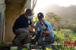 Vier Pfoten - Stiftung für Tierschutz: Nach Hurricane in Puerto Rico: VIER PFOTEN verpflegt zurückgelassene Tiere