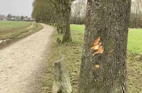 Polizeipräsidium Nordhessen - Kassel: POL-KS: Unbekannte beschädigen zwölf Beuys-Eichen nahe Ochsenallee: Polizei bittet um Hinweise