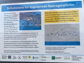 St. Peter-Ording: Schutzzone für gefährdeten Seeregenpfeifer eingerichtet
