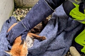 Feuerwehr München: FW-M: Verletzter Fuchs gerettet (Obersendling)