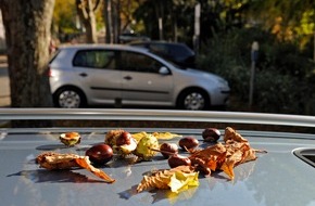 HUK-COBURG: Tipps für den Alltag/Urteil / Parken auf eigene Gefahr  / Herabfallende Eicheln oder Kastanien gehören zum allgemeinen Lebensrisiko (mit Bild)