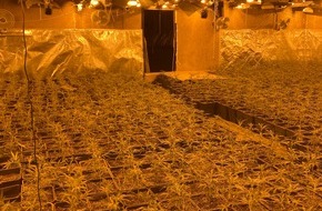 Landeskriminalamt Nordrhein-Westfalen: LKA-NRW: Durchsuchungen und Festnahmen - Organisierter Drogenhandel im Fokus der Strafverfolgungsbehörden: Polizei stellt mehr als 6.000 Cannabispflanzen sicher