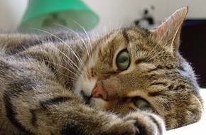 Zentralverband Zoologischer Fachbetriebe Deutschlands e.V. (ZZF): ZZF empfiehlt während der Corona-Krise: Katzen sollten im Haus bleiben