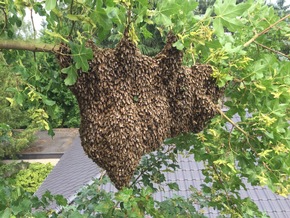 FW-WRN: TH_Tier: Bienenschwarm entwischt