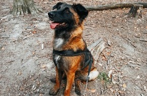 Polizeiinspektion Rotenburg: POL-ROW: ++ Polizei sucht entlaufenen Hund - Vorsicht bissig! ++