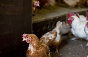 Migros-Genossenschafts-Bund: Migros setzt auf Schweizer Fleisch und bessere Haltungsbedingungen von Tieren im Ausland