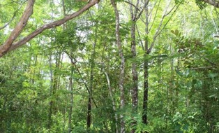 ForestFinance: ForestFinance bietet ab sofort WaldSparen VI an