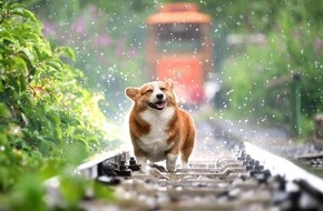 Sparkassen DirektVersicherung AG: Tag des Hundes: der beste Freund des Menschen rundum gut versichert