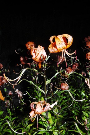 Dr. Hauschka feiert das 70jährige Bestehen des WALA Heilpflanzengartens