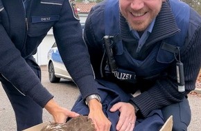 Polizeipräsidium Westpfalz: POL-PPWP: Autobahnpolizei rettet verletzten Bussard