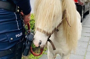 Polizei Hagen: POL-HA: Zirkuspferd Merlin wird von Polizei nach Hause begleitet