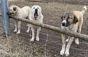 Polizeipräsidium Mannheim: POL-MA: Reichartshausen, Rhein-Neckar-Kreis: Freilaufende Kangal-Hunde-Welpen