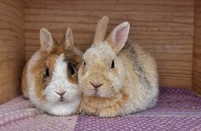 Euvia Travel GmbH: Pressemitteilung: Osterhase verschenkt Traumurlaub auf sonnenklar.TV