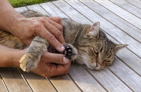 Bundesverband für Tiergesundheit e.V.: Mit der Katze stressfrei zum Tierarzt