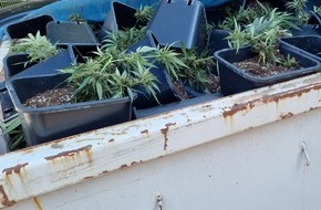 Polizeiinspektion Nienburg / Schaumburg: POL-NI: Niedernwöhren: Zeuge entdeckt Indoorplantage - Polizei beschlagnahmt knapp 1000 Cannabispflanzen