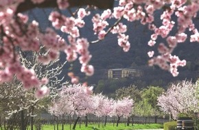 Südliche Weinstraße e.V.: Mandelblüte an der Deutschen Weinstraße - das rosa Lächeln der Natur