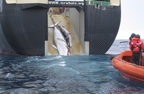 IFAW Deutschland: IWC70: Wale trotz 40 Jahren Walfangmoratorium weiterhin bedroht