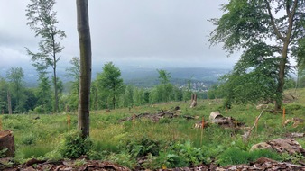 DG Nexolution eG: DG Nexolution spendet 5.000 Bäume für Stadtwald Kronberg