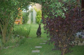 Polizeiinspektion Nienburg / Schaumburg: POL-STH: Känguru "Bernhard" in die Freiheit geflüchtet