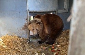 VIER PFOTEN - Stiftung für Tierschutz: Ukraine: hébergement d'urgence pour un couple d’ours sauvés d'un zoo bombardé
