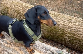 VIER PFOTEN - Stiftung für Tierschutz: QUATRE PATTES rappelle qu'au printemps, les chiens doivent être tenus en laisse en forêt