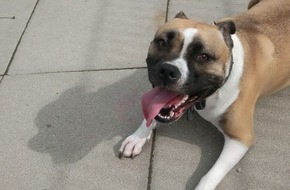 Polizeidirektion Bad Segeberg: POL-SE: Alveslohe - Zwei Pitbull-Mischlinge an Verkehrspfahl ausgesetzt; Polizei bittet um Hinweise