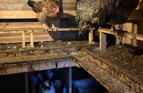 Kreispolizeibeh&ouml;rde Siegen-Wittgenstein: POL-SI: Fremdes Kaninchen im H&uuml;hnerstahl - Kaninchendiebin schlug erneut zu und drang zudem in Wohnung ein -#polsiwi