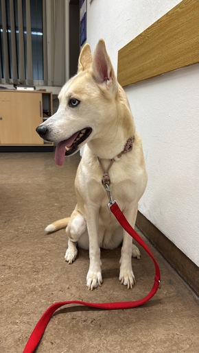 Polizeidirektion Bad Kreuznach: POL-PDKH: Erg&auml;nzung zur Pressemitteilung der PI Bad Kreuznach vom 02.02.2026 - 20:19