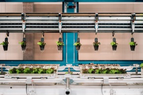 Salat bei Kaufland aus Deutschlands modernstem Gewächshaus