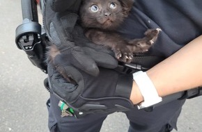 Landespolizeiinspektion Erfurt: LPI-EF: Katzenbaby aus Motorraum gerettet