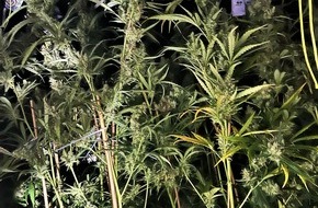 Kreispolizeibeh&ouml;rde Borken: POL-BOR: Gronau - Ermittlungen f&uuml;hren zu Drogenanbau: 1.000 Cannabispflanzen sichergestellt