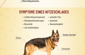 Urlaubsguru GmbH: Hund stirbt im Auto: Im Notfall dürfen Passanten Scheibe einschlagen