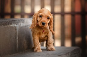 Landeskriminalamt Rheinland-Pfalz: LKA-RP: Welttierschutztag am 4. Oktober - Landeskriminalamt Rheinland-Pfalz informiert über illegalen Welpenhandel und mahnt zur Vorsicht beim Hundekauf